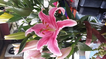 stargazer flower plantationの写真素材