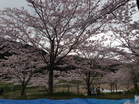 Cherry blossom during spring seasonの素材