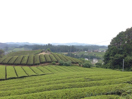 A view of a green tea farm in shizuoka japanの素材