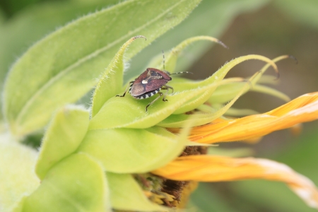 Insect on sunflowerの写真素材