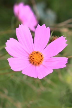 Flowerの写真素材