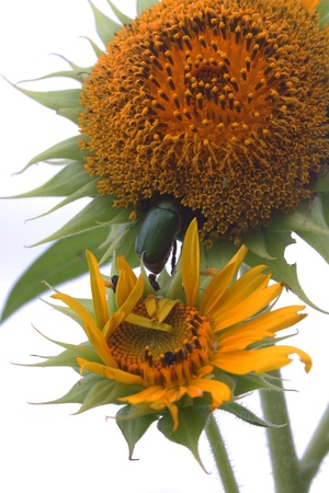 Sunflowerの写真素材