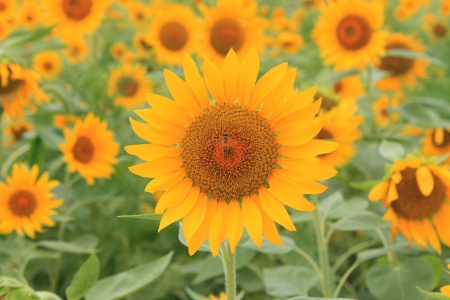 Sunflower fieldの写真素材