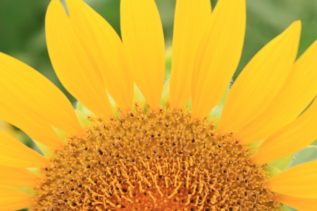 Sunflowerの写真素材