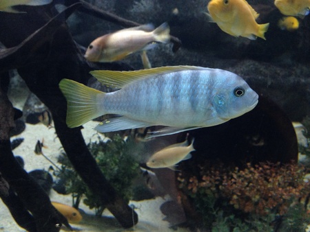 fish in an aquarium