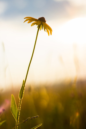 Yellow and black flower in meadow during beautiful sunsetの写真素材