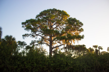 Tall tree with green needles early in the morningの写真素材