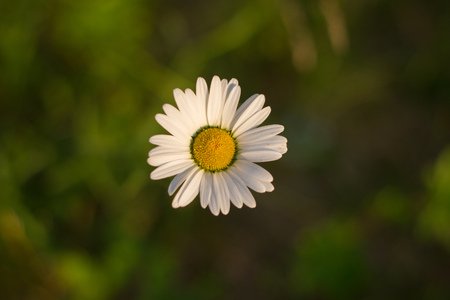 Beautiful daisy flower from aboveの写真素材