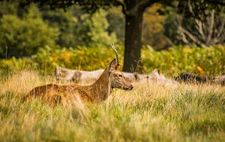 Lonely deerの写真素材