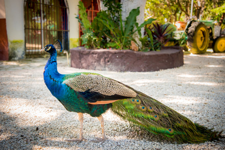 Peacock in Mexicoの写真素材