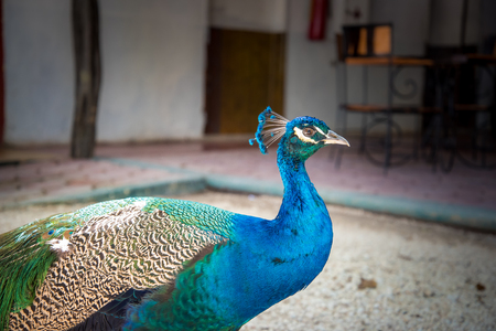 Peacock in Mexicoの写真素材