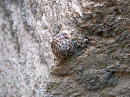 A snail hidden on a rocky wall.の写真素材