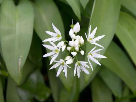 Close-Up of a wild garlic flower.の写真素材