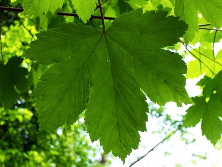 Close-Up of a green leaf.の写真素材