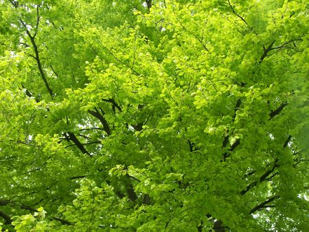 Close-Up of a tree with dense green leafs in springtime.の写真素材