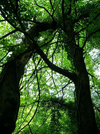 A natural shelter beneath the dense large trees within the forest.の写真素材
