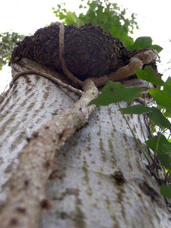 Close-Up of a tree mushroom.の写真素材