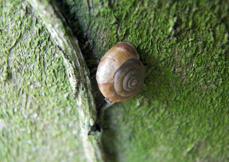 Close-Up of a snail on the tree cortex.の写真素材