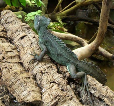 A lizard on the branch of an exotic tree.の写真素材