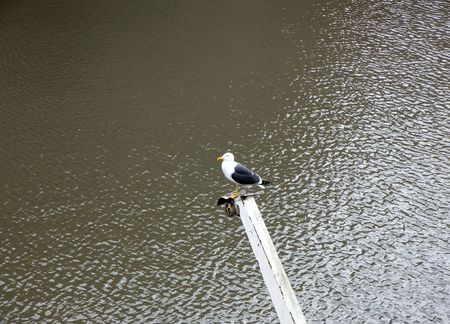 A seagull resting on a ramp.の写真素材