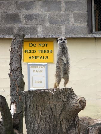 A funny looking meerkat standing up in two feet.の写真素材