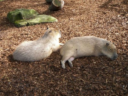 A couple of capybaras resting on the ground.の写真素材