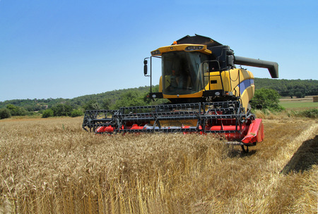 harvested wheat a summer dayの写真素材