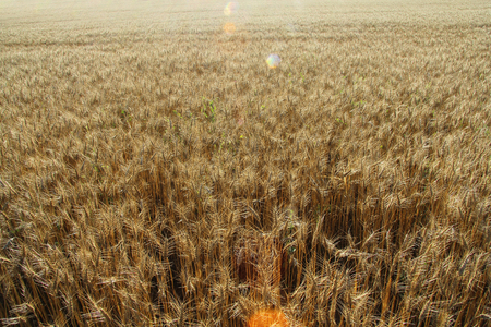 wheat fieldの写真素材