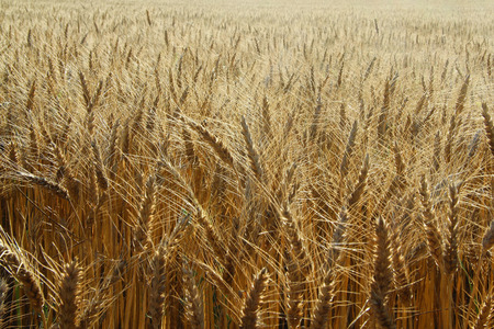 wheat fieldの写真素材