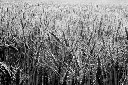 wheat field and black and whiteの写真素材