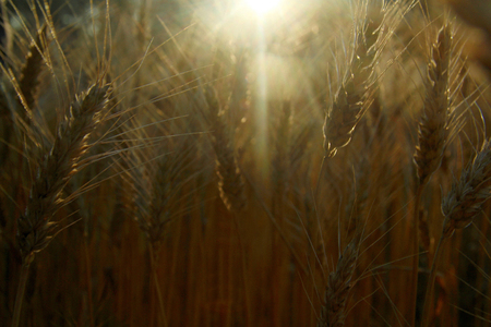 sunset on the wheat fieldの写真素材