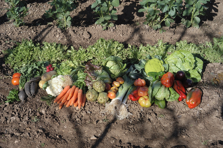 vegetables on the floor in an orchard, with daylight,の写真素材