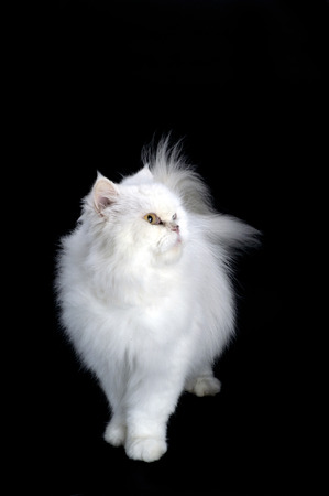 white persian catの写真素材