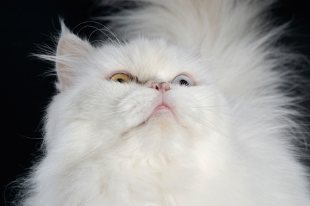 white persian catの写真素材