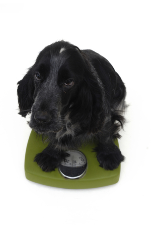 dog Cockerの写真素材