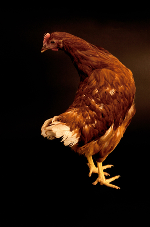Brown hen standing in front of backgroundの写真素材