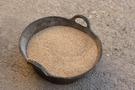 Rice from Pals Girona privince,Catalonia,Spainの写真素材