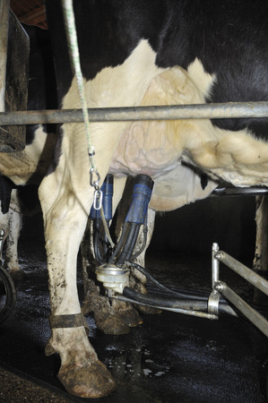 milking a cowの写真素材