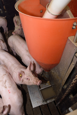 eating pigs in a farmの写真素材