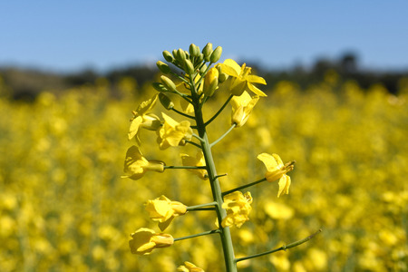 Canola fields in the Ampurdan, near Monells, Girona province, Catalonia, Spainの写真素材