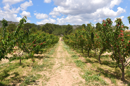 landscape of cultivation of fruit trees in the region of Terra Alta,
near Pinell de Brai, Tarrgona province, Catalonia, Spainの写真素材