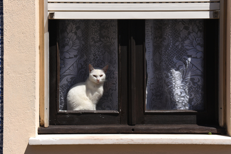 Cat basking in a window in Aveiro, Portugalのeditorial素材