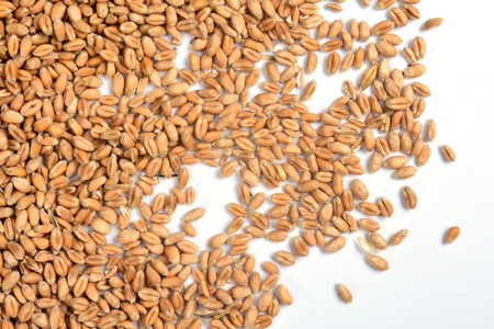 close up of a texture wheatの写真素材