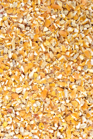 corn party food for chickens