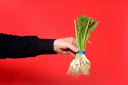 hand holding a tender garlic on red background