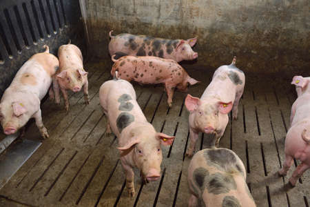 pigs on a farm with black spotsの写真素材
