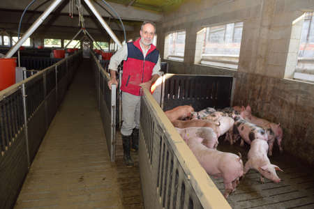 farmer entering the pig cageのeditorial素材