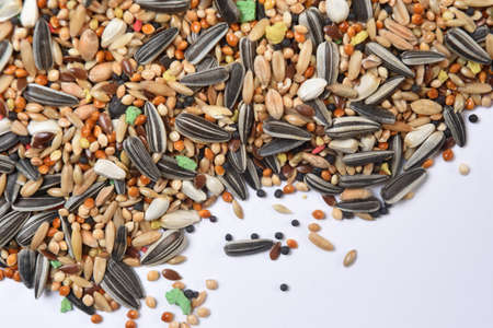 food mix of parakeet; lovebird; parrot ..., blank spaceの写真素材