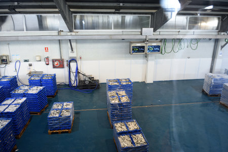 fish auction (sardines) in the fish market of La Escala, Costa Brava, Girona province, Catalonia,...