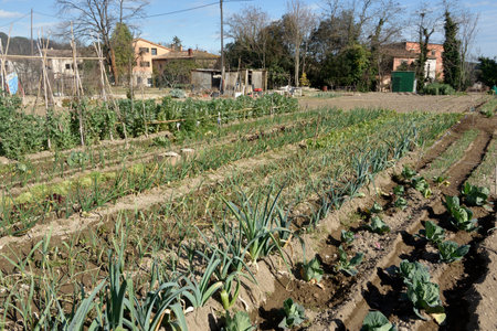 small garden cultivated with various vegetablesの写真素材